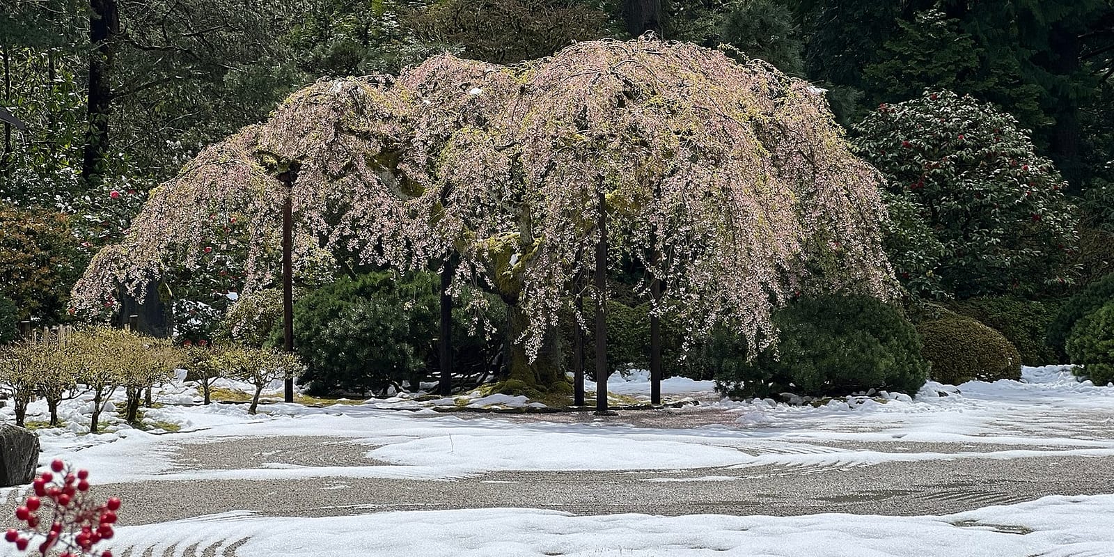 04_12_22_SnowStorm_WillLerner_WeepingCherry