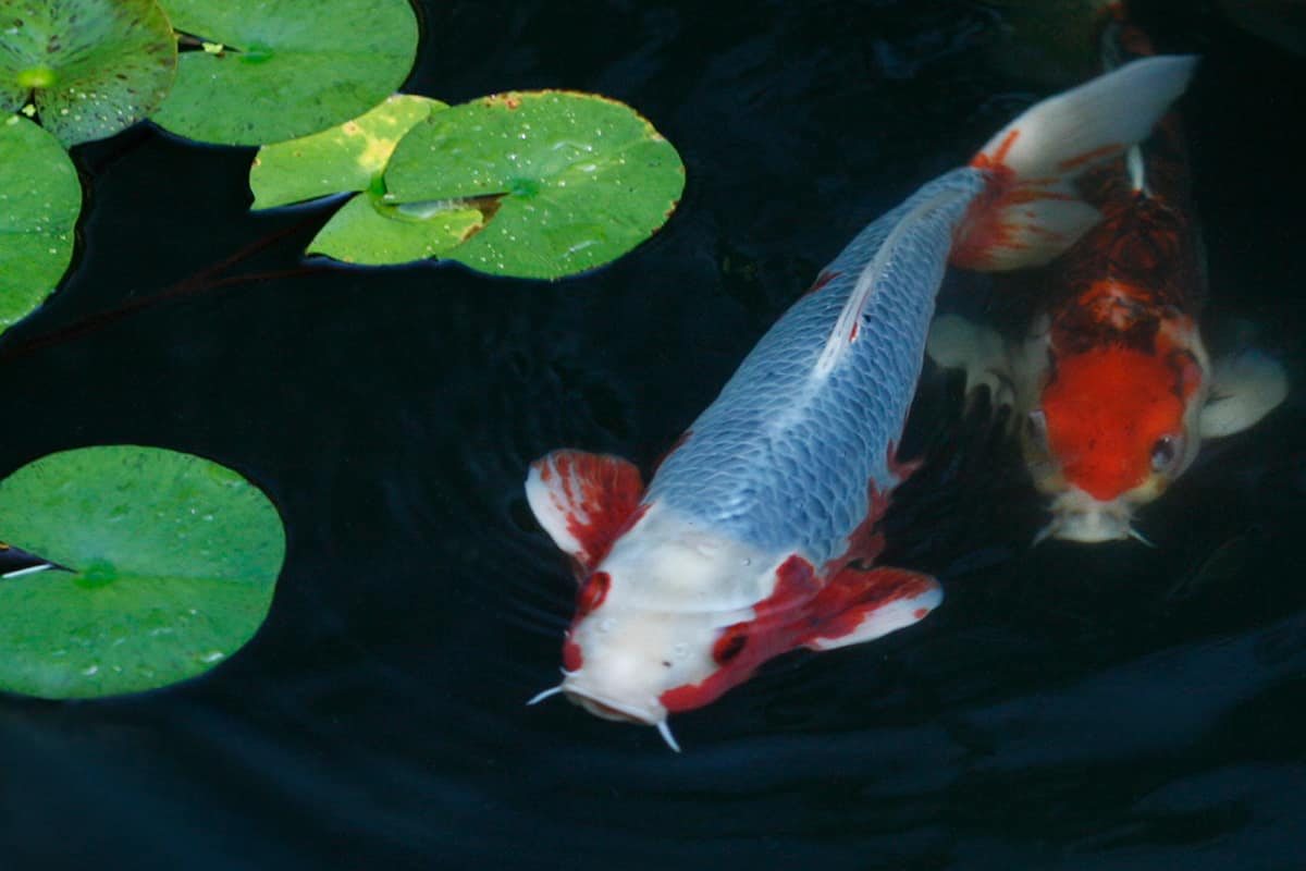 Koi - yyyy-MM-dd - 14928_1209b0cae1f6fd9 (small)