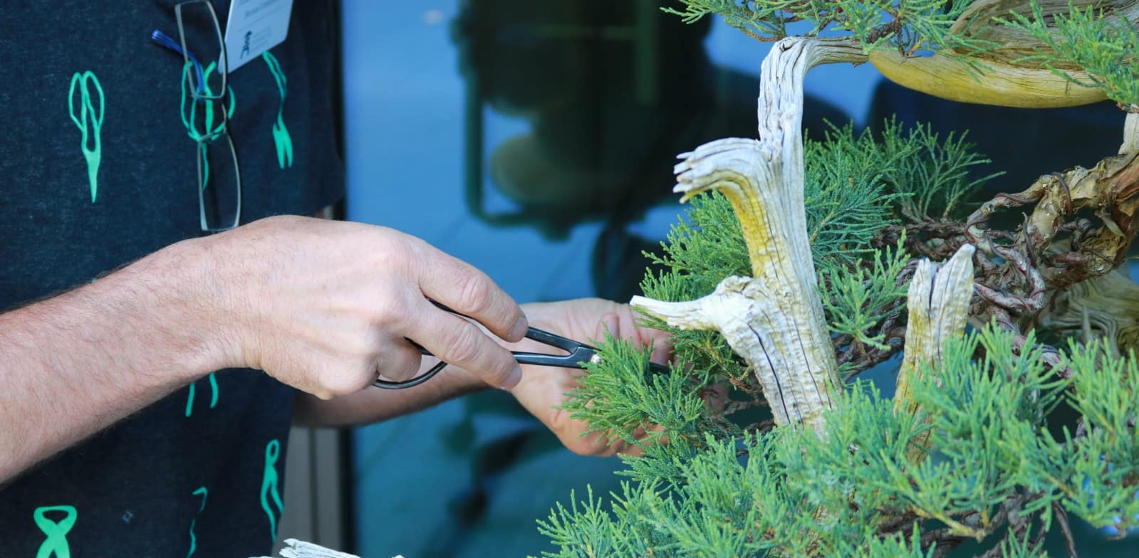 Michael Hagedorn Bonsai