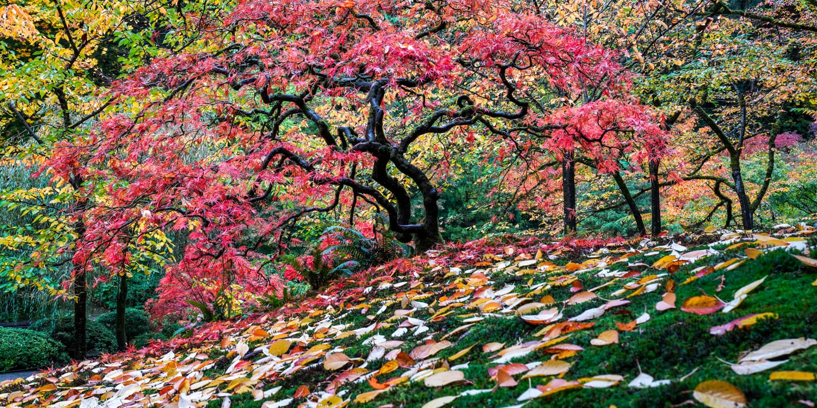 Fall Colors HD-20191022- by Chris Ruggles-22