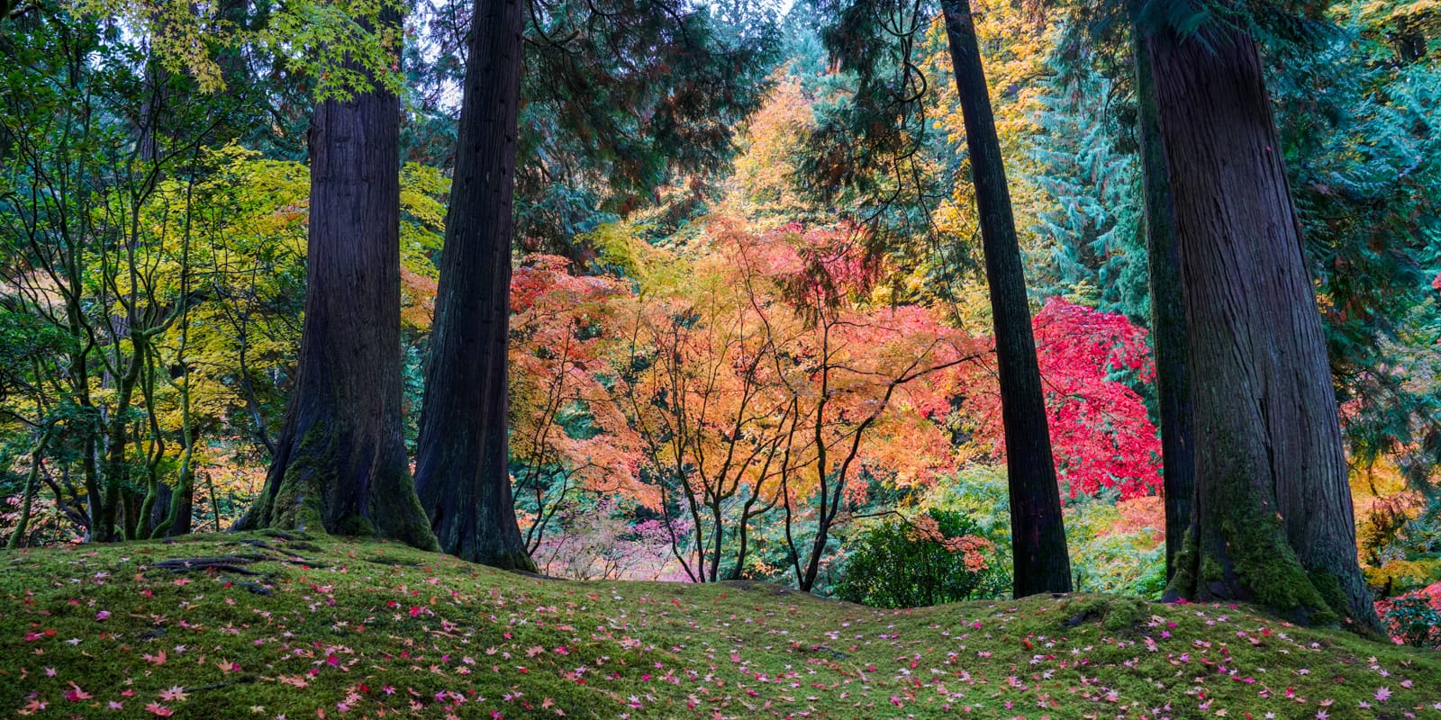 Fall Colors HD-20191022- by Chris Ruggles-11