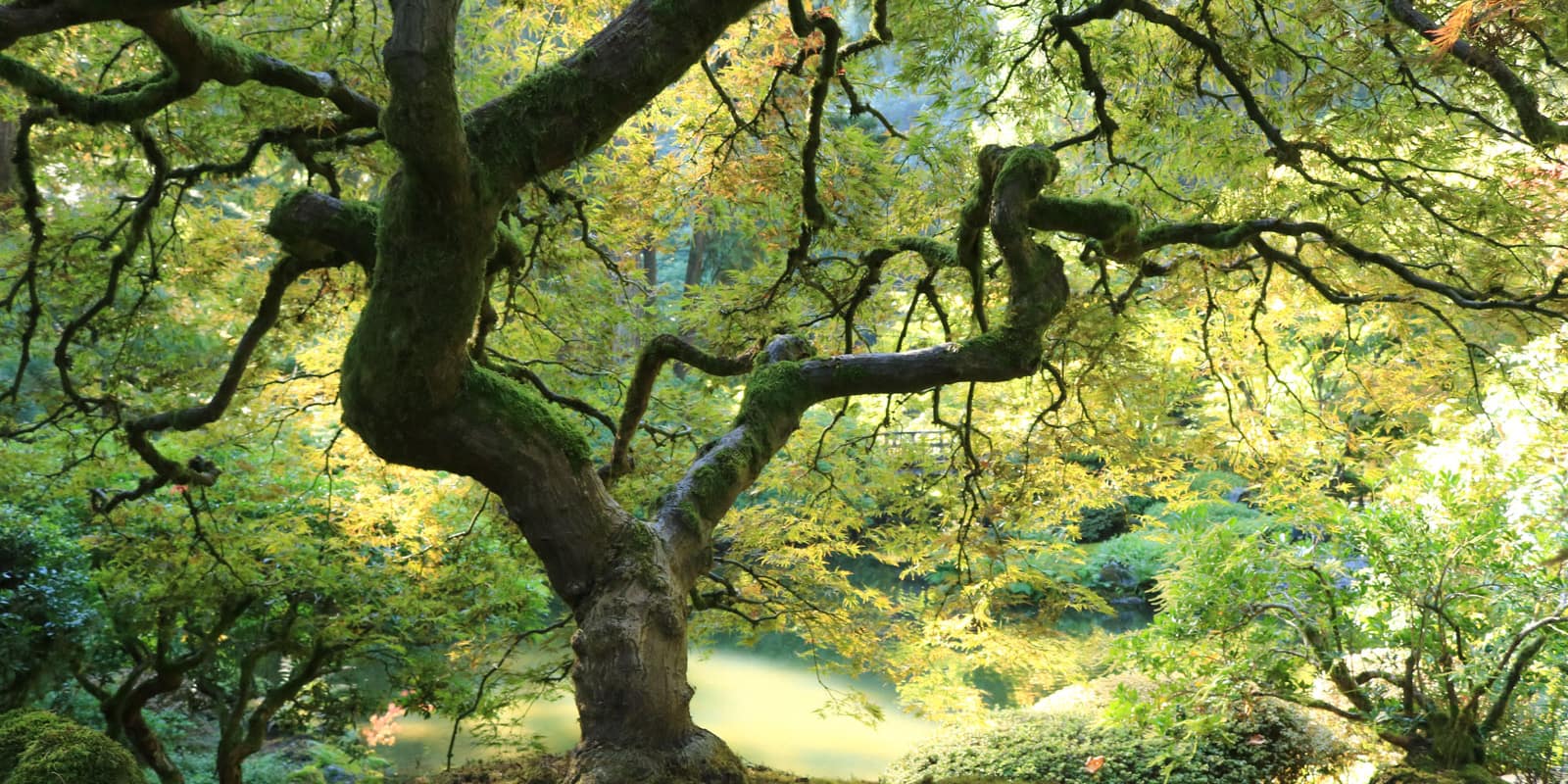 LR_Portland Japanese Garden_Fall Colors 2017_ Julia Taylor_IMG_0978