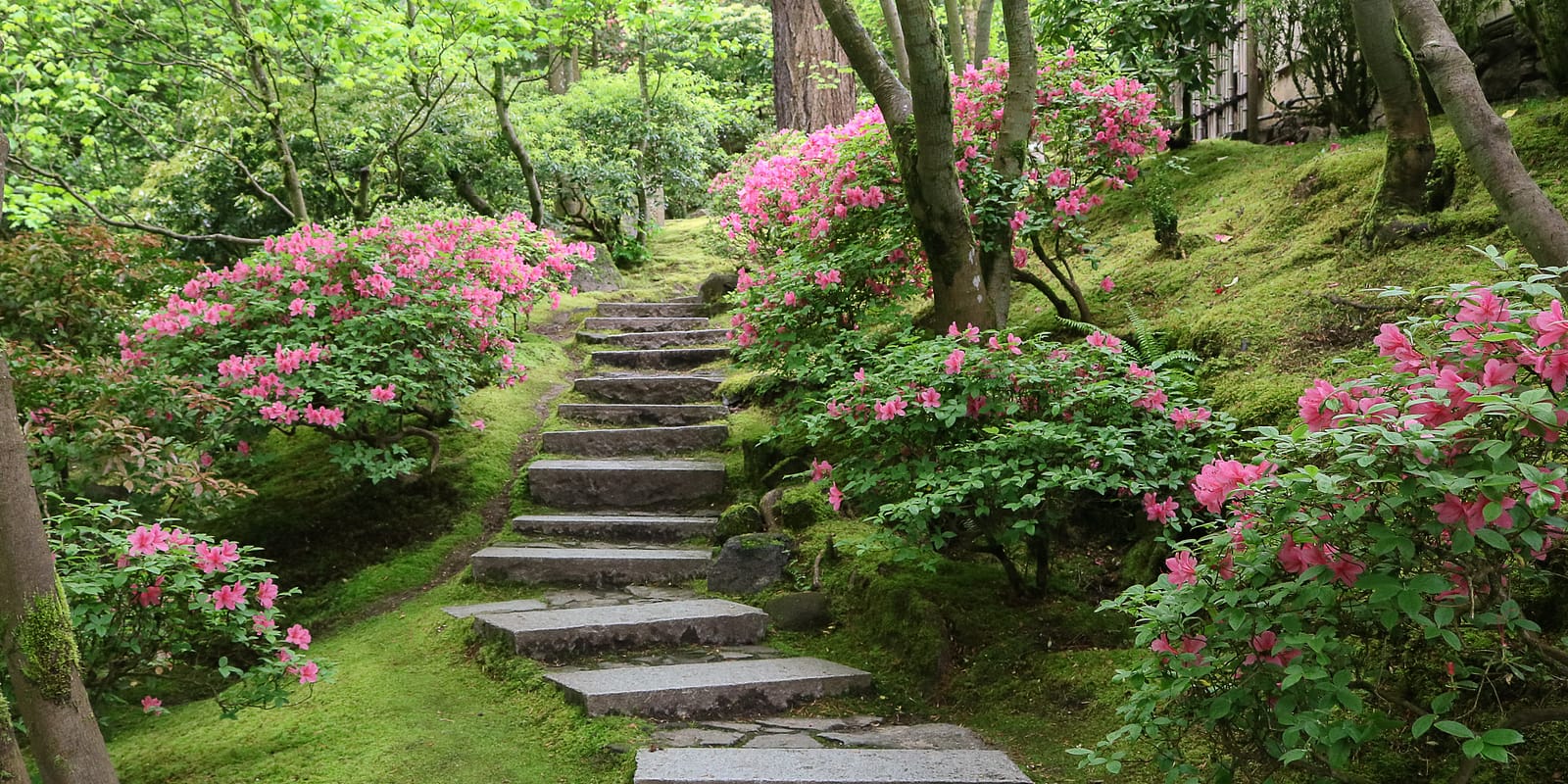 Azaleas-in-the-natural-garden.-Photo-by-Julia-Taylor
