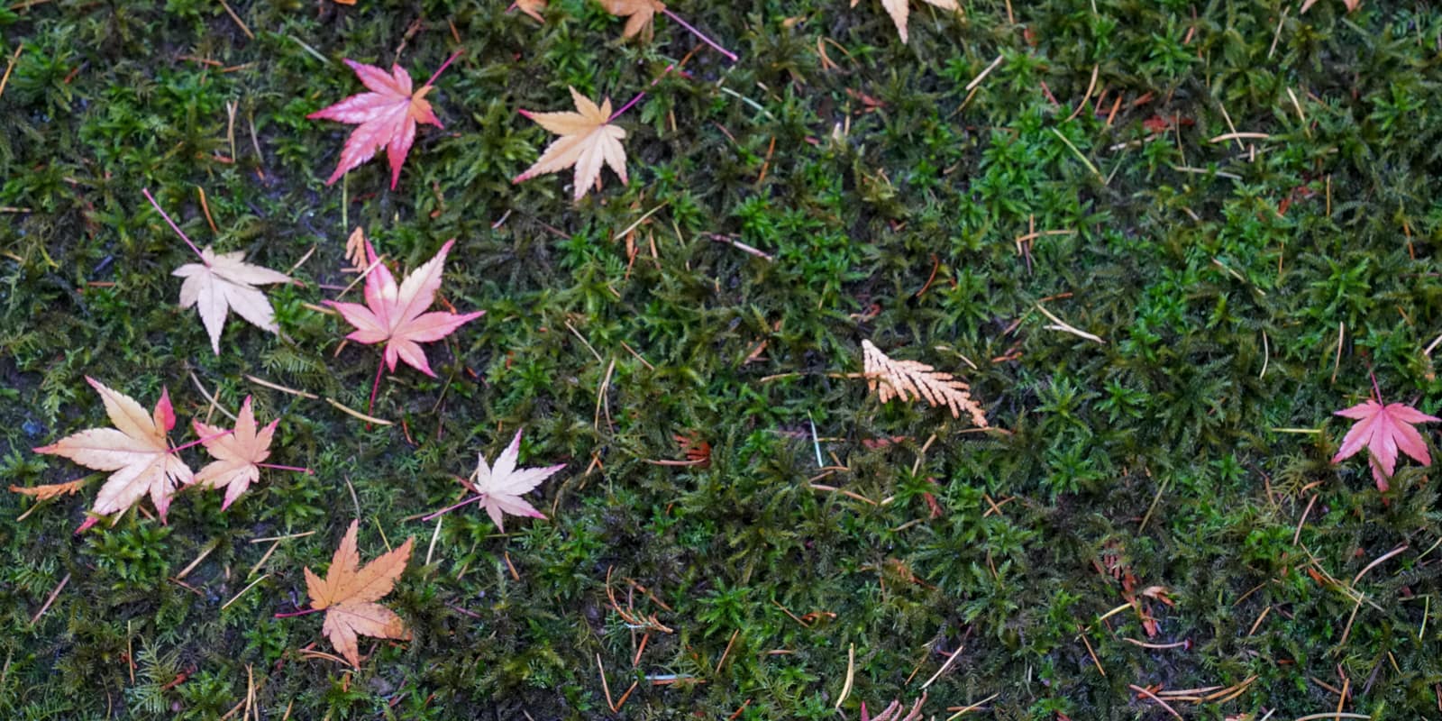 Fall Colors HD-20191022- by Chris Ruggles-12