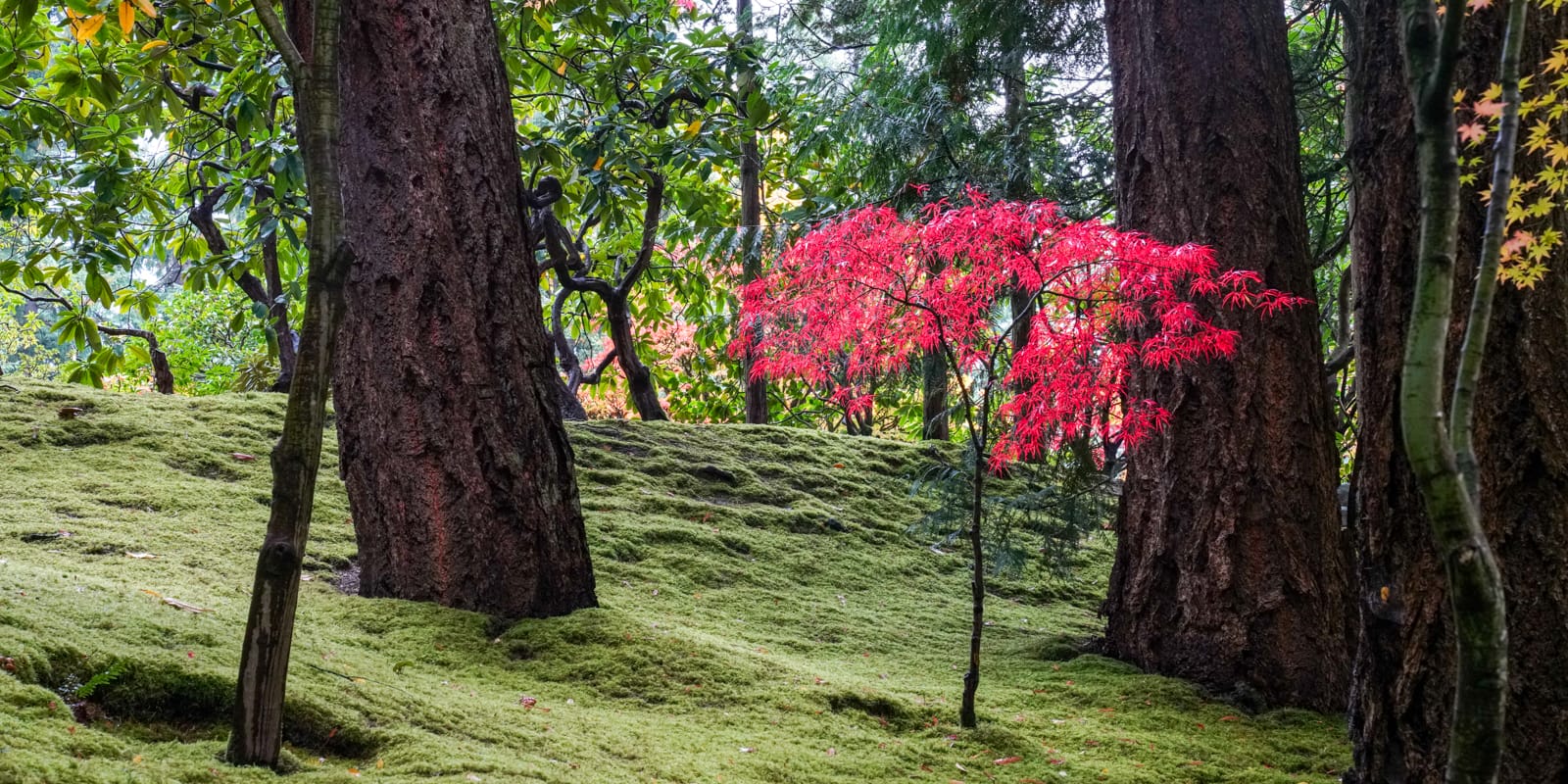 Fall Colors HD-20191022- by Chris Ruggles-26