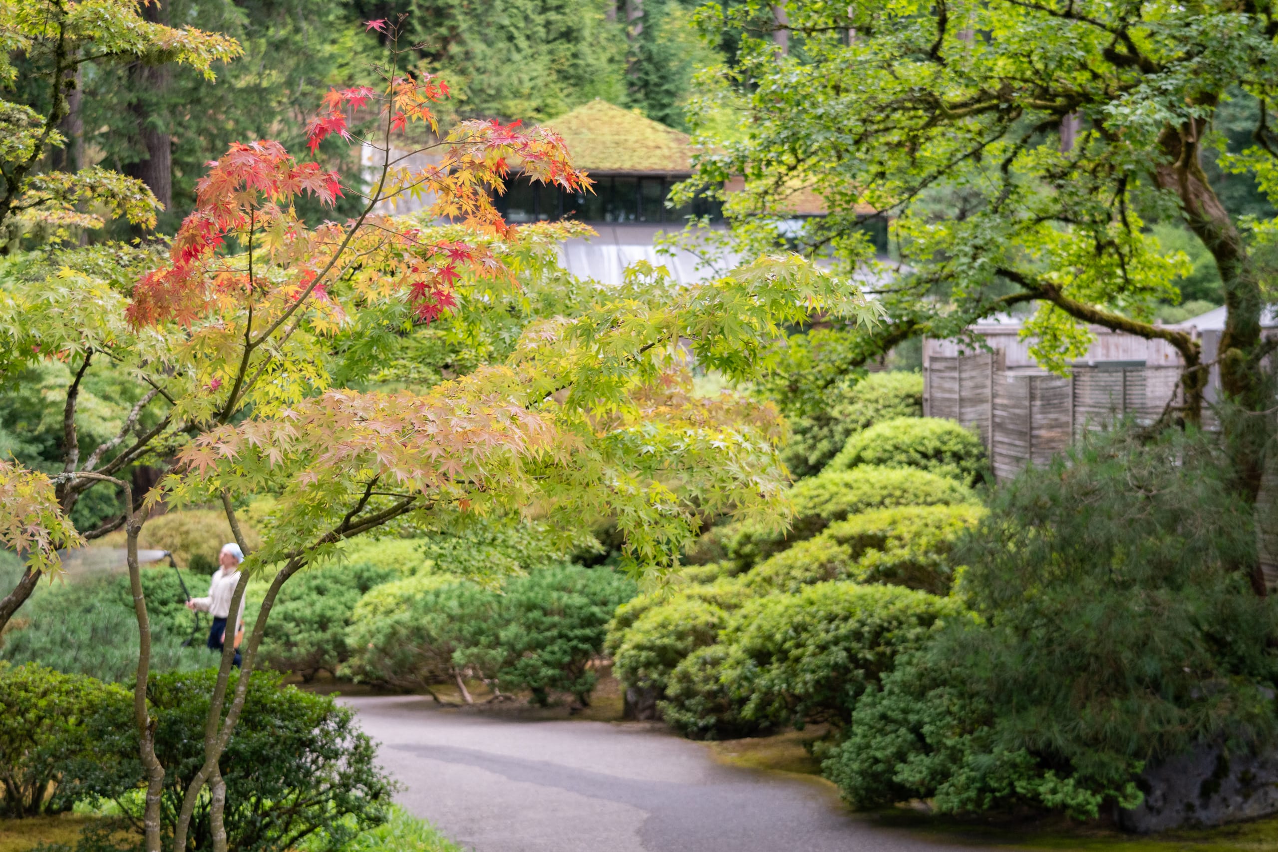Red leaves popping up in front of a sweeping path