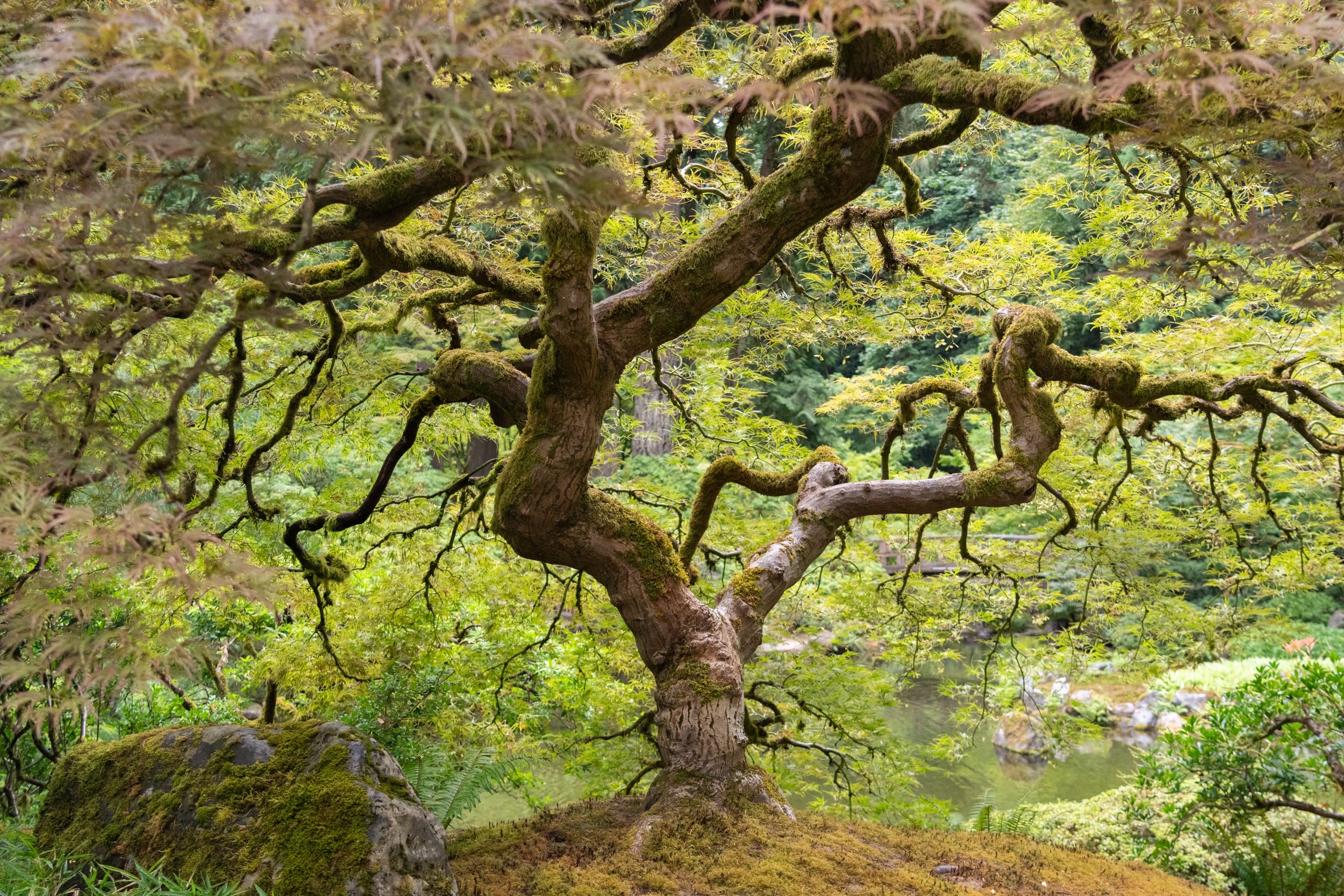 underneath the canopy of a maple