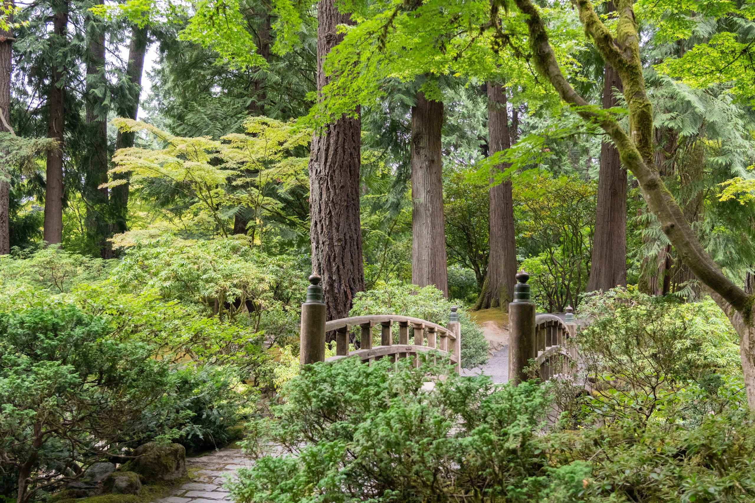 A wooden bridge surrounded by greenery