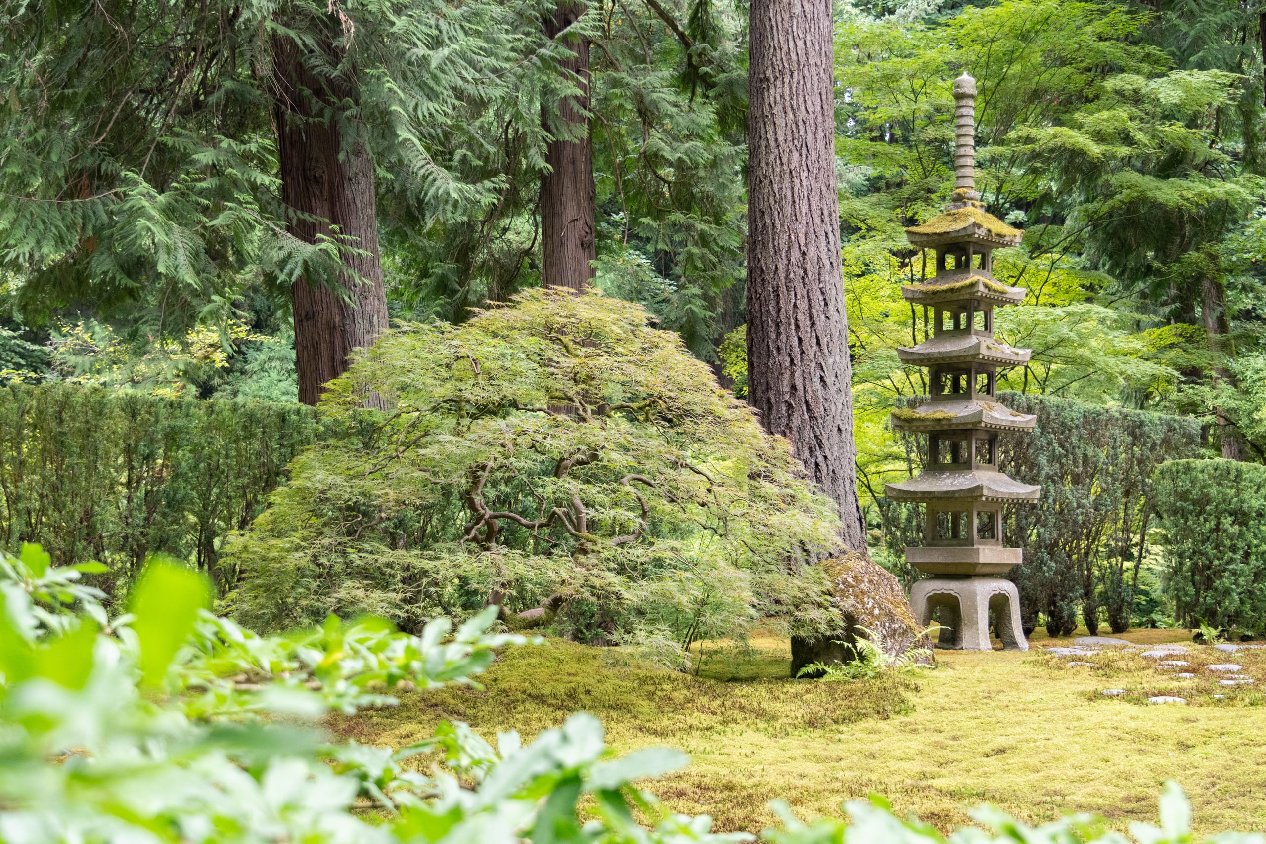 A tall stone lantern next to a short maple tree