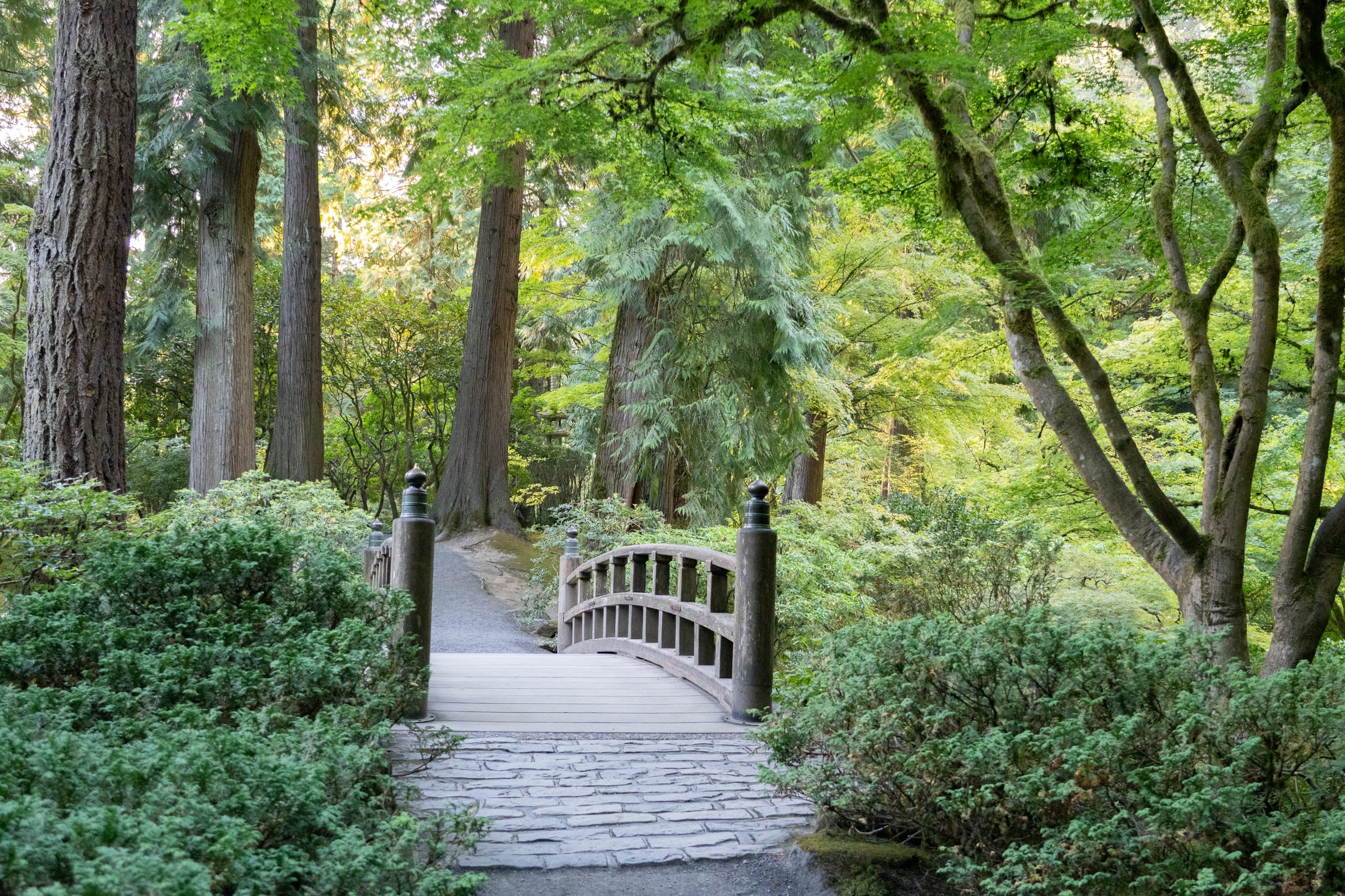 wooden bridge
