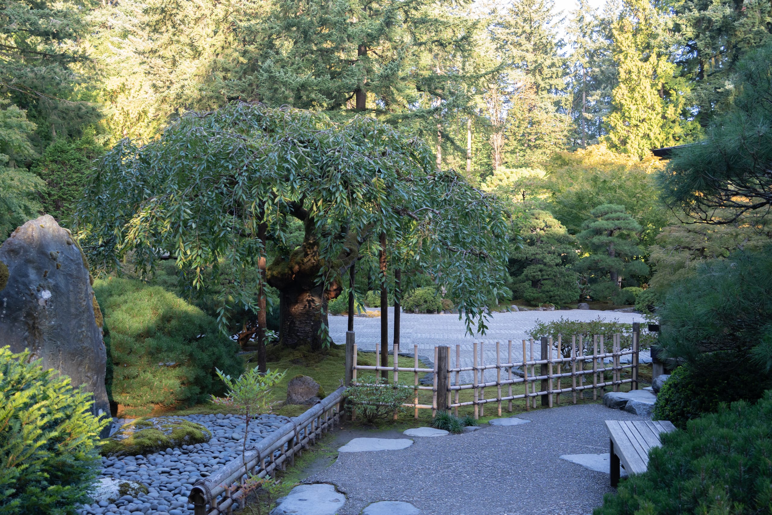 a weeping cherry tree next to raked gravel