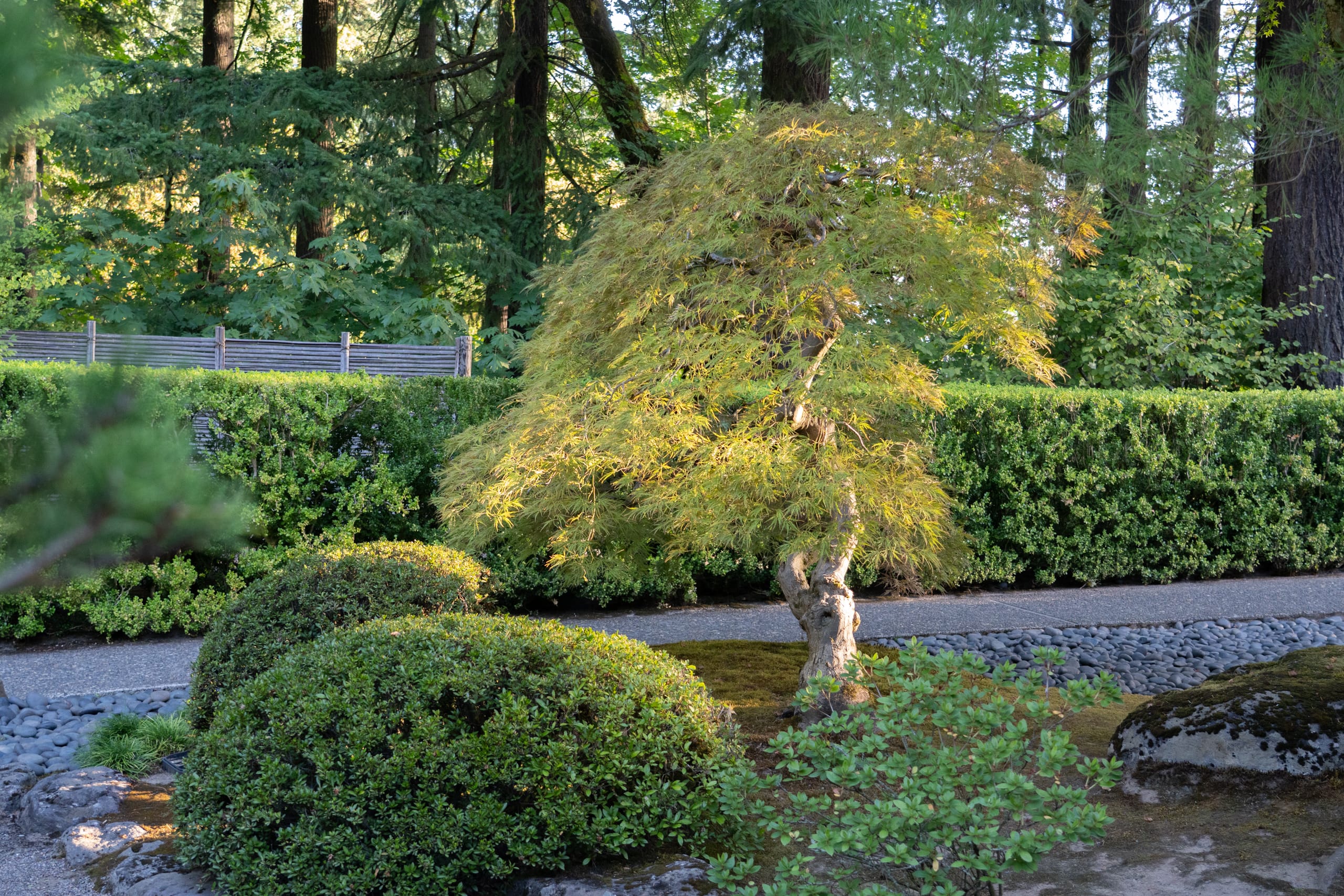 maple tree