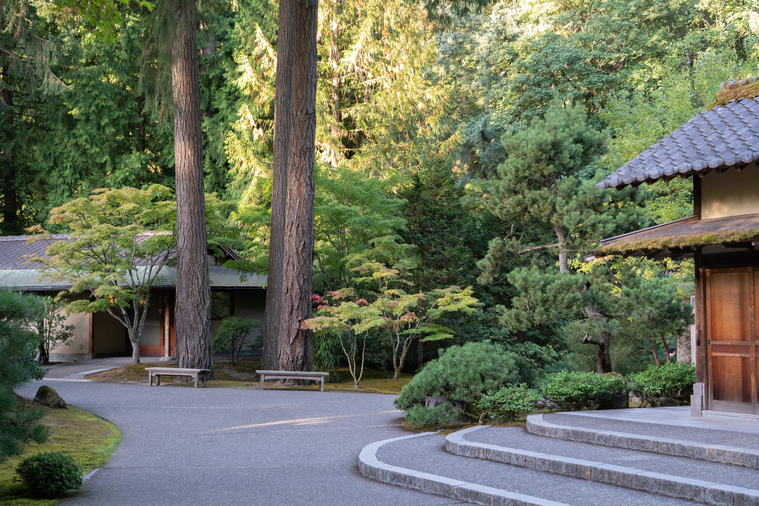 tall trees next to a short building