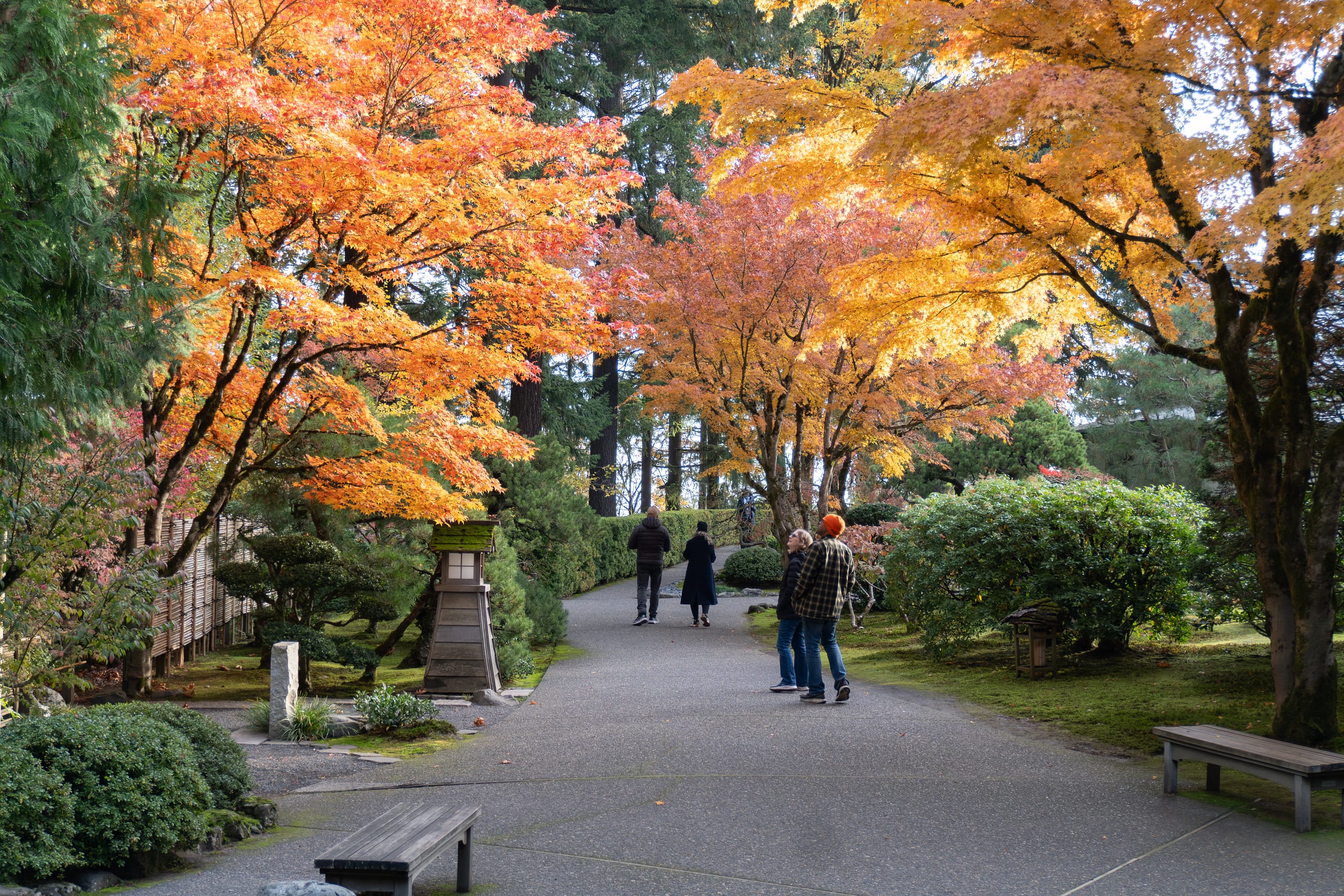 Visitors walk along a garden path lined with Japanese maple trees in peak autumn color, their leaves glowing in shades of red, orange, and yellow at Portland Japanese Garden.