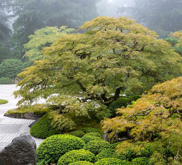 【 新品 】The Japanese Gardden 819BBIBAAPL._UF350,350_QL50_.jpg