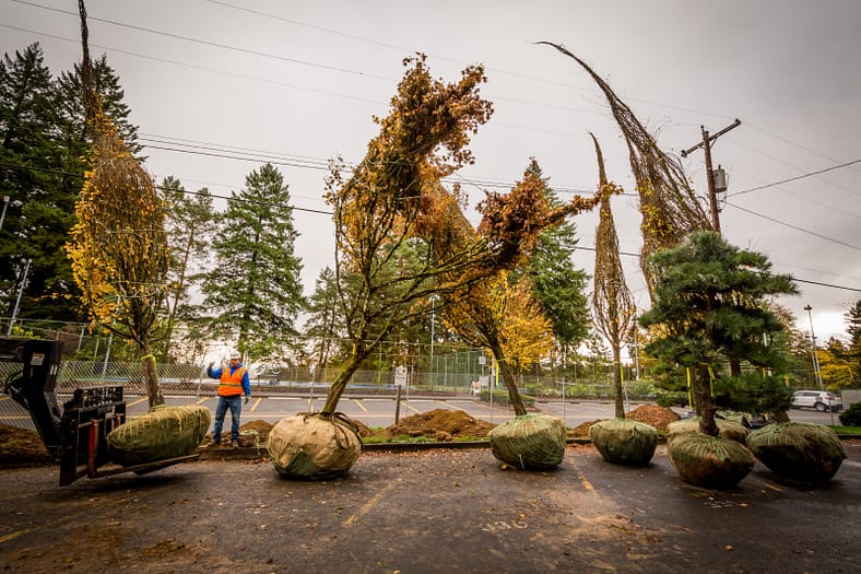 trees with their roots bundled up in a parking lot