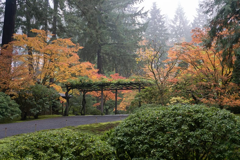 Garden pathway lined with vibrant orange and red maples at Portland Japanese Garden, with a wooden trellis and tall evergreens rising in the mist.