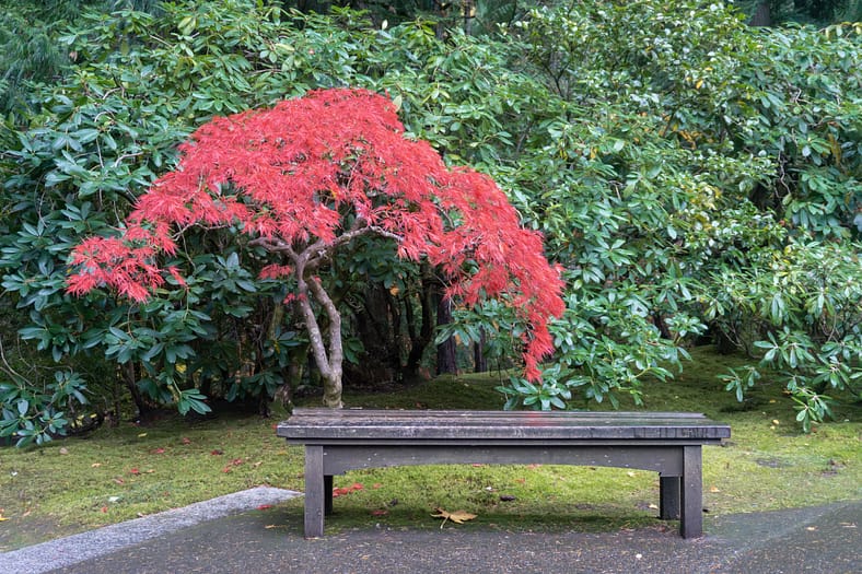 A small Japanese maple with bright red leaves arching over a wooden bench, set against a backdrop of lush green shrubs at Portland Japanese Garden.
