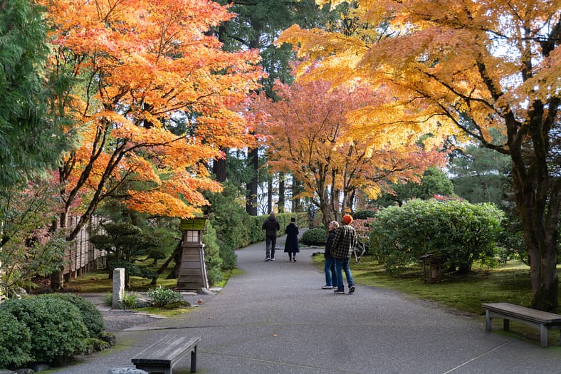 Visitors walk along a garden path lined with Japanese maple trees in peak autumn color, their leaves glowing in shades of red, orange, and yellow at Portland Japanese Garden.