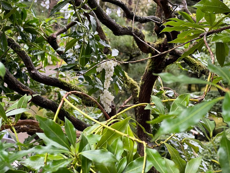 A closer look at the branches, leaves, and small white flowers of the pieris. Photo by Portland Japanese Garden.