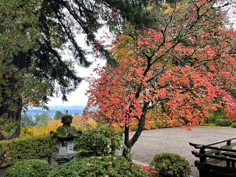 A Japanese garden with a stone lantern, green shrubs, and a tree with red autumn leaves beside a gravel pathway.