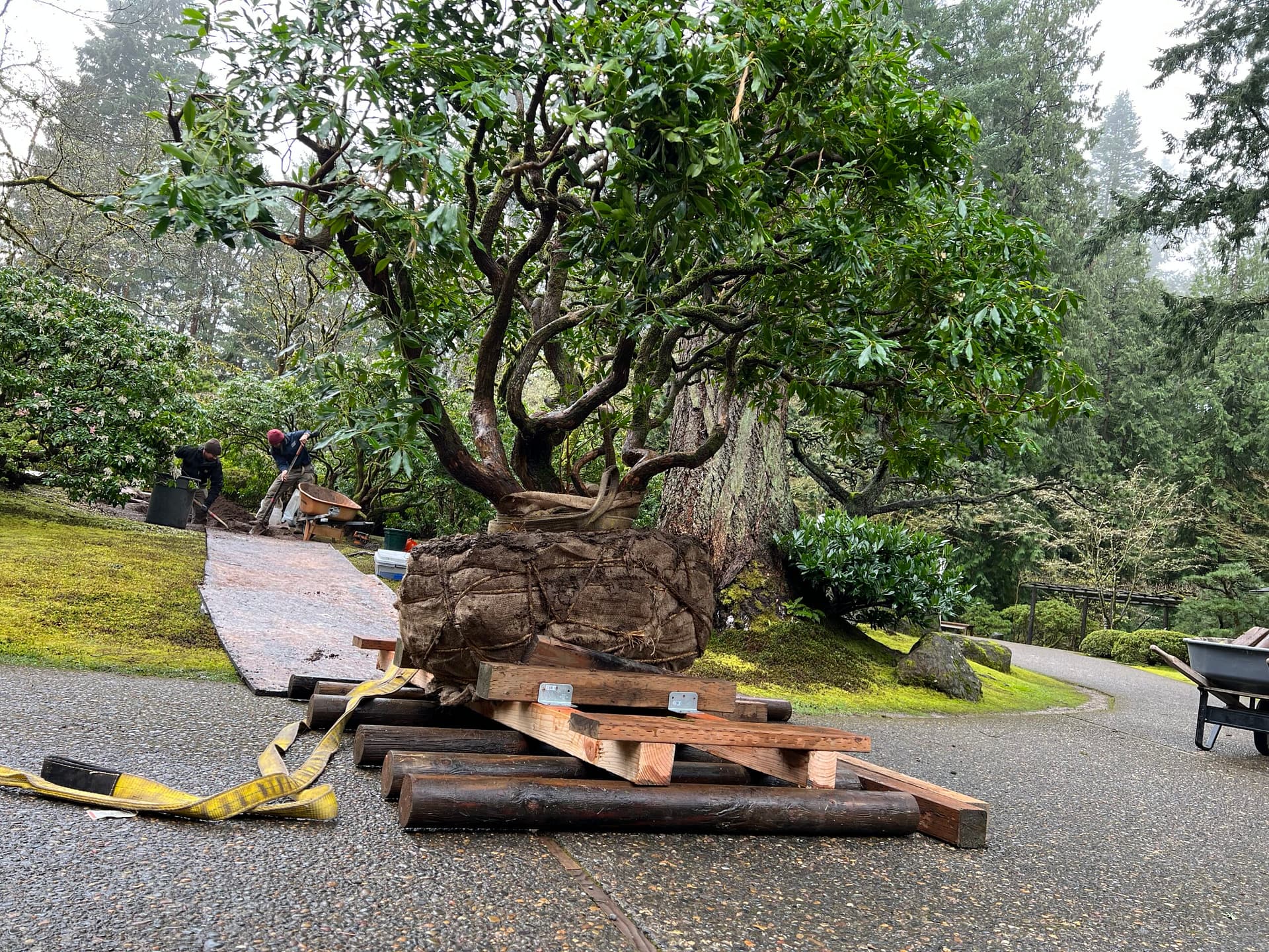 The pieris shrub sitting on a sleigh. The sleigh is on koro, rolling round posts. Photo by Portland Japanese Garden