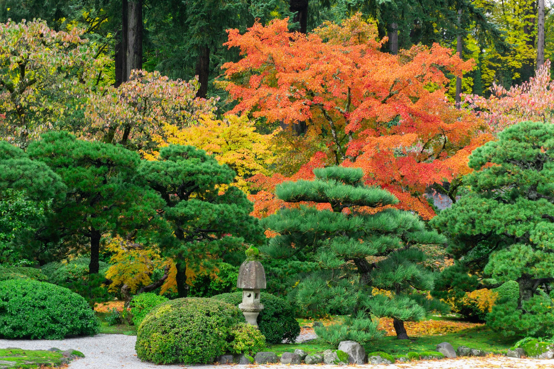 Japanese garden in autumn with vibrant red, orange, and yellow foliage behind green pines and manicured shrubs, featuring a traditional stone lantern in the foreground.