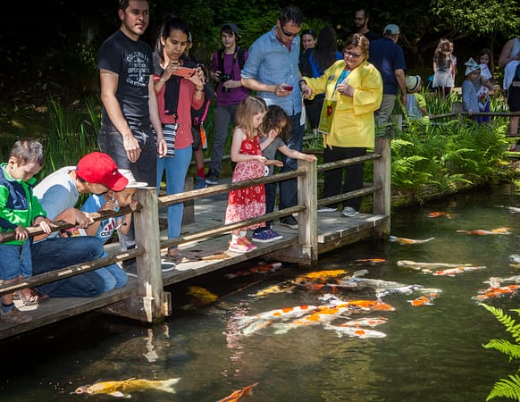 parents and children on a wooden bridge looking at koi swim
