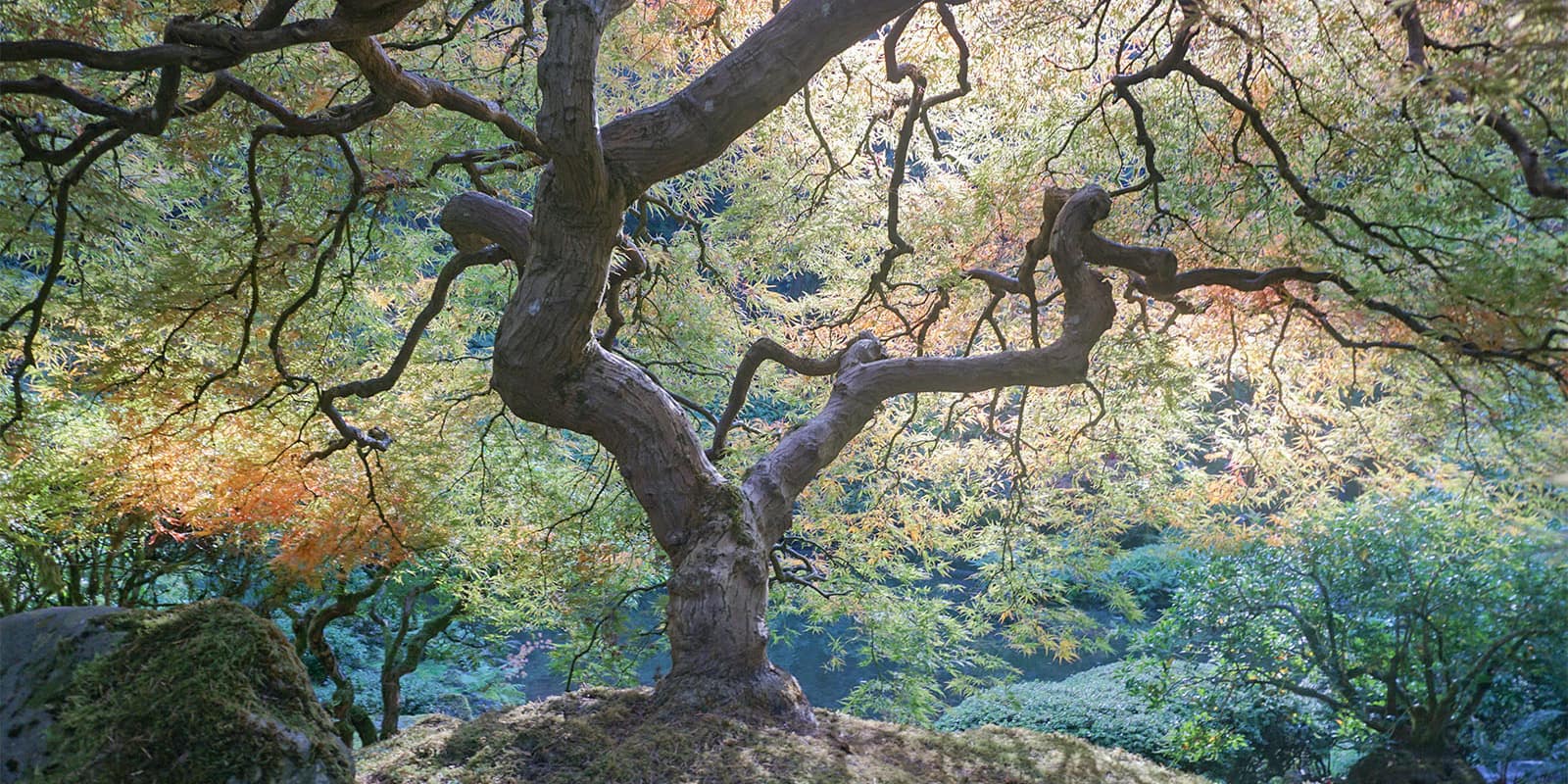 October Fall Photos of Portland Japanese Garden - 2018-10-22 - DSC01025_low