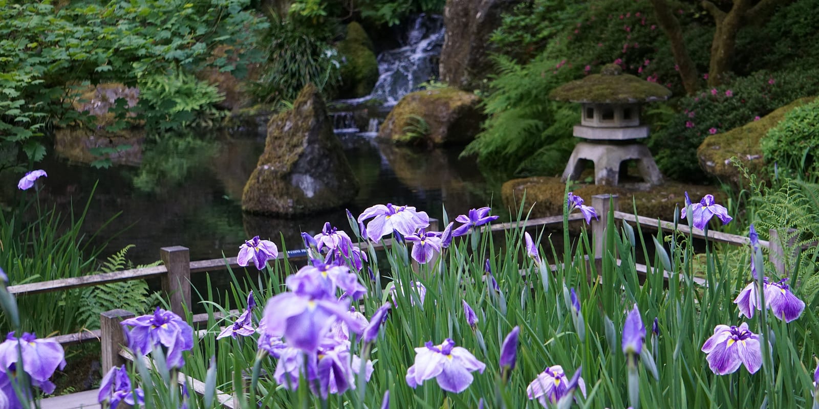 June Irises by Tyler Quinn - 2017-06-21 - DSC05774 (1)