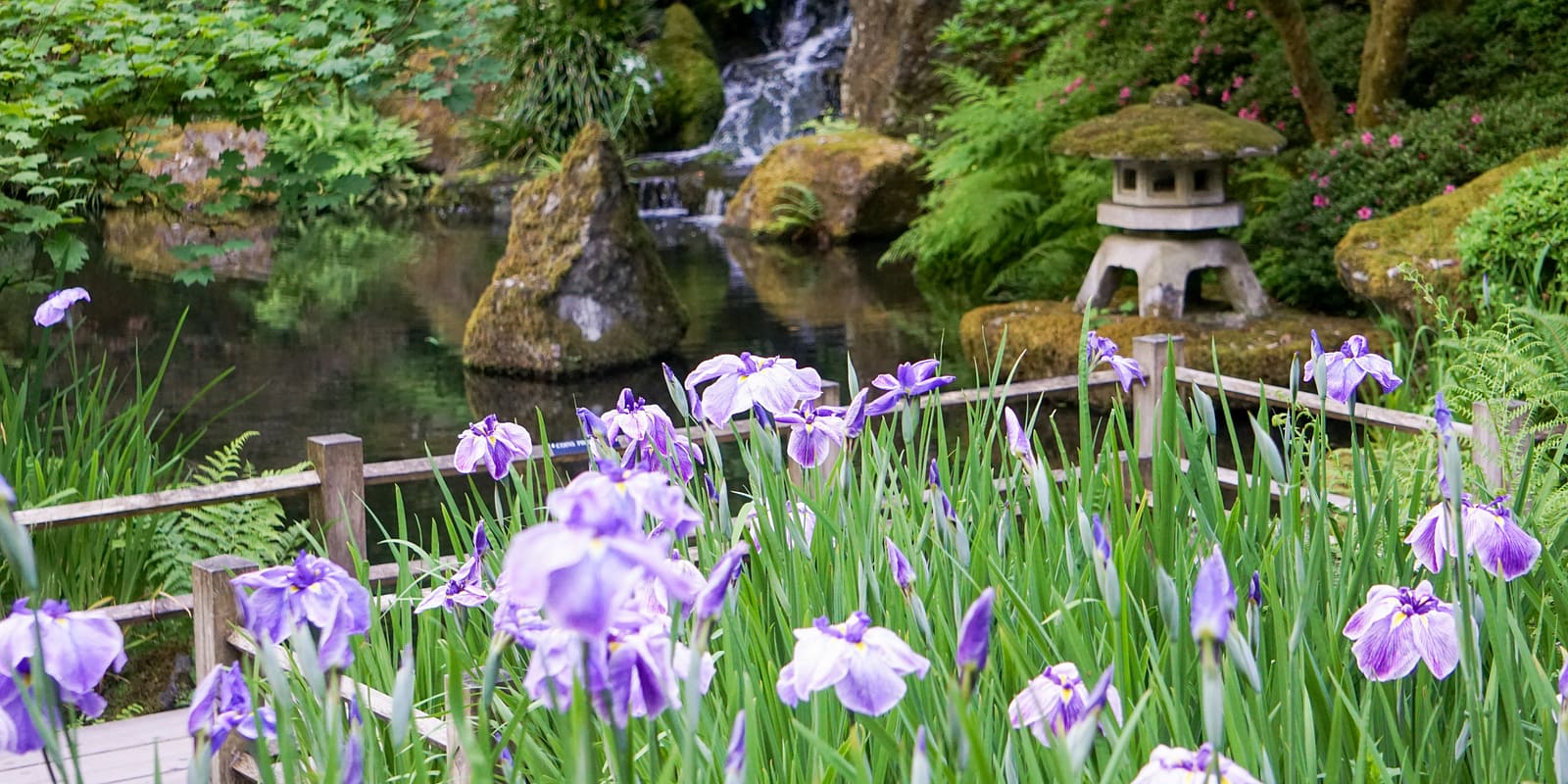 16x9 June Irises by Tyler Quinn