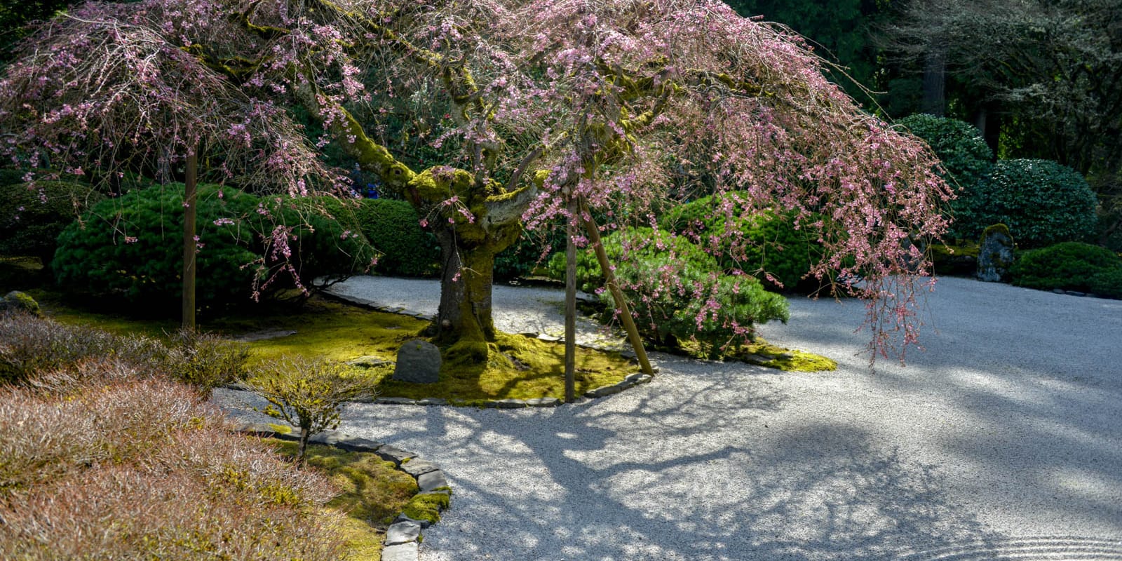CherryBlossomsUpdate.byRuggles-1