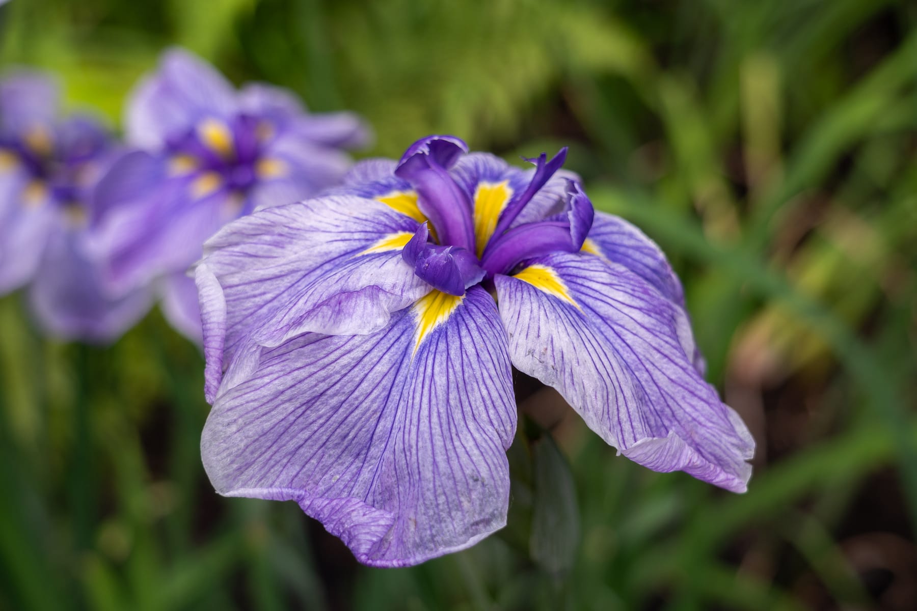 Iris Tracker – Portland Japanese Garden