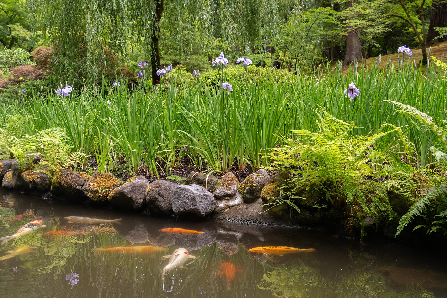 Iris Tracker – Portland Japanese Garden