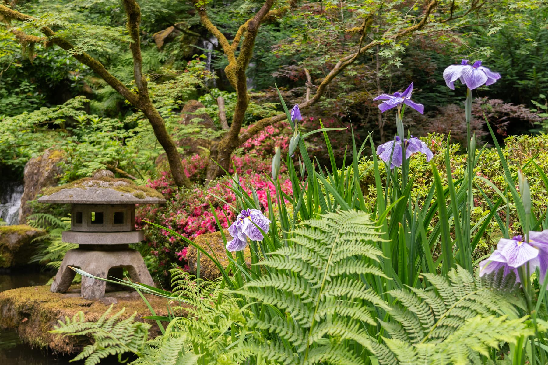 Iris Tracker – Portland Japanese Garden