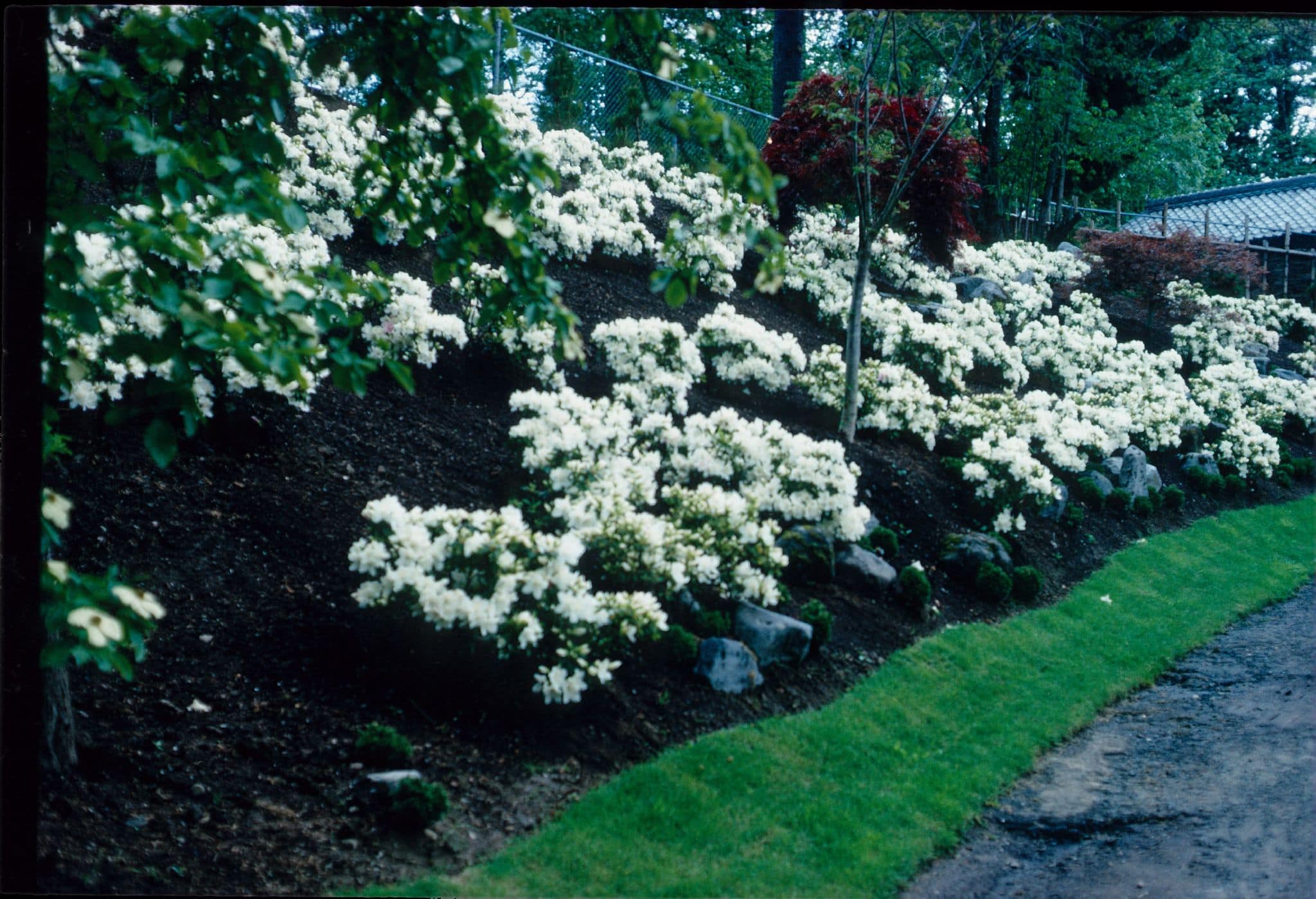 white flowers on a small hill