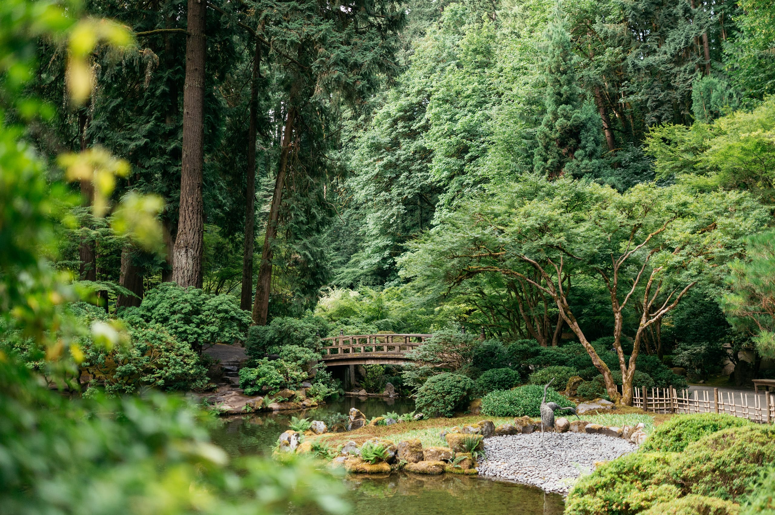 a pond in lush greenery