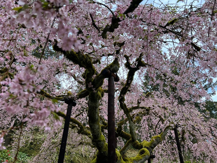 2022 Cherry Blossom Watch – Portland Japanese Garden