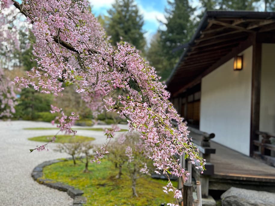2022 Cherry Blossom Watch – Portland Japanese Garden