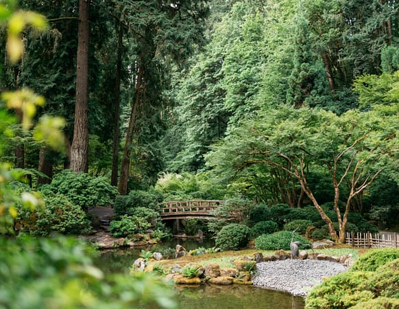 a pond in lush greenery