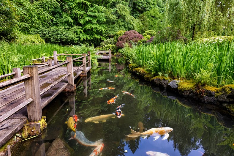 Koi swimming in water next to a wooden bridge with irises not yet in bloom near by.