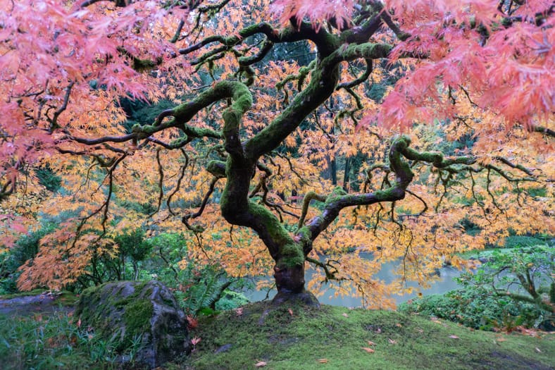 a maple tree with fall colors