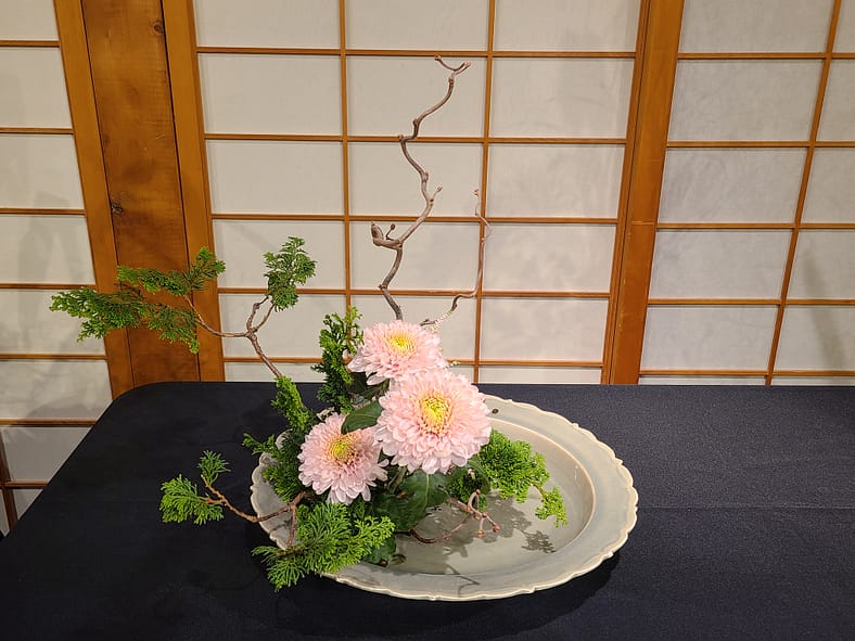 an ikebana arrangement with chrysanthemums and cypress sit in a ceramic rounded flat vase