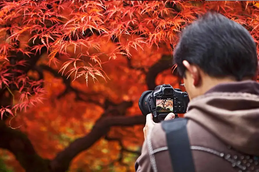 Photographer capturing vibrant red autumn maple leaves with a digital camera.