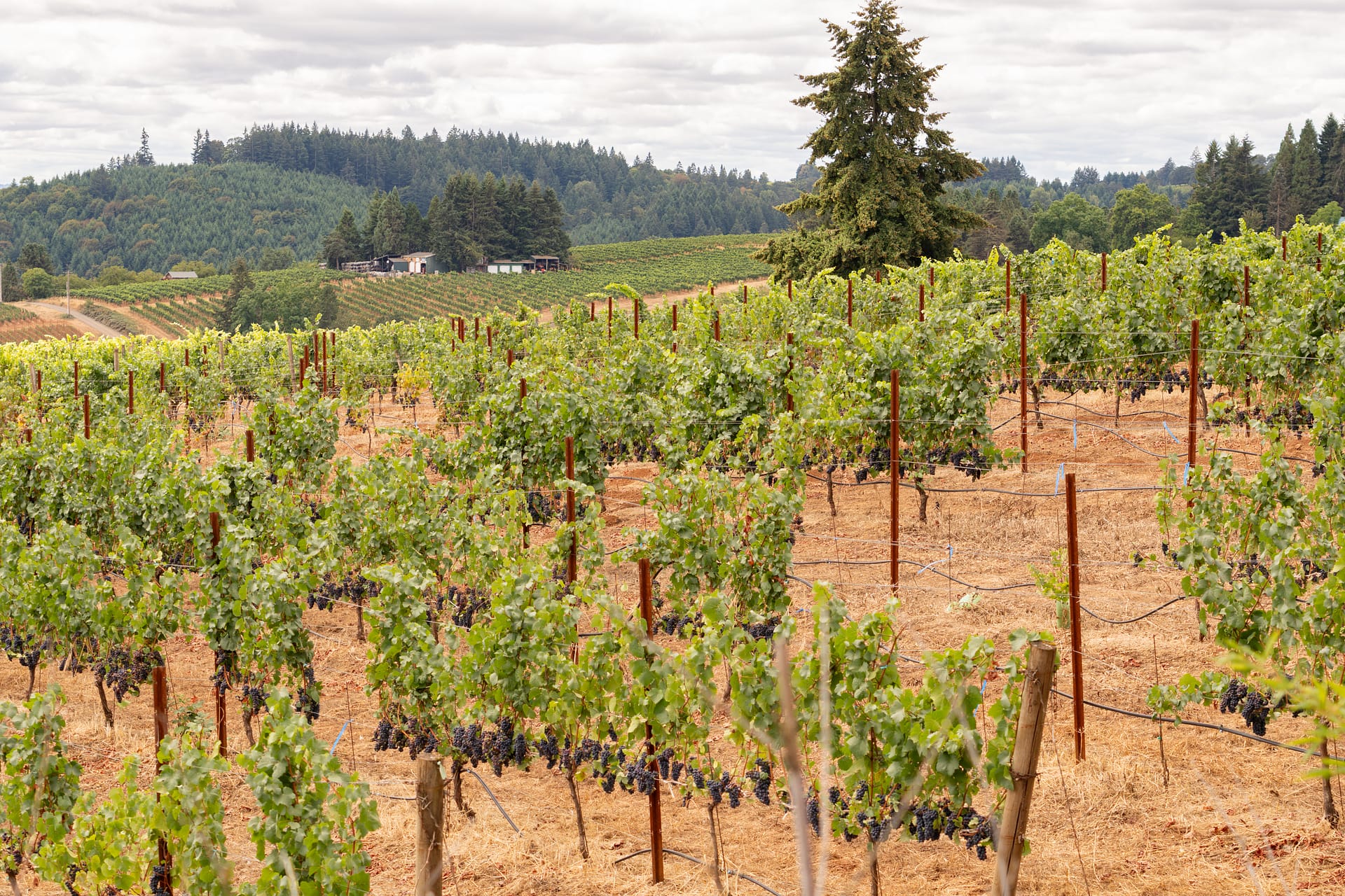 a vineyard