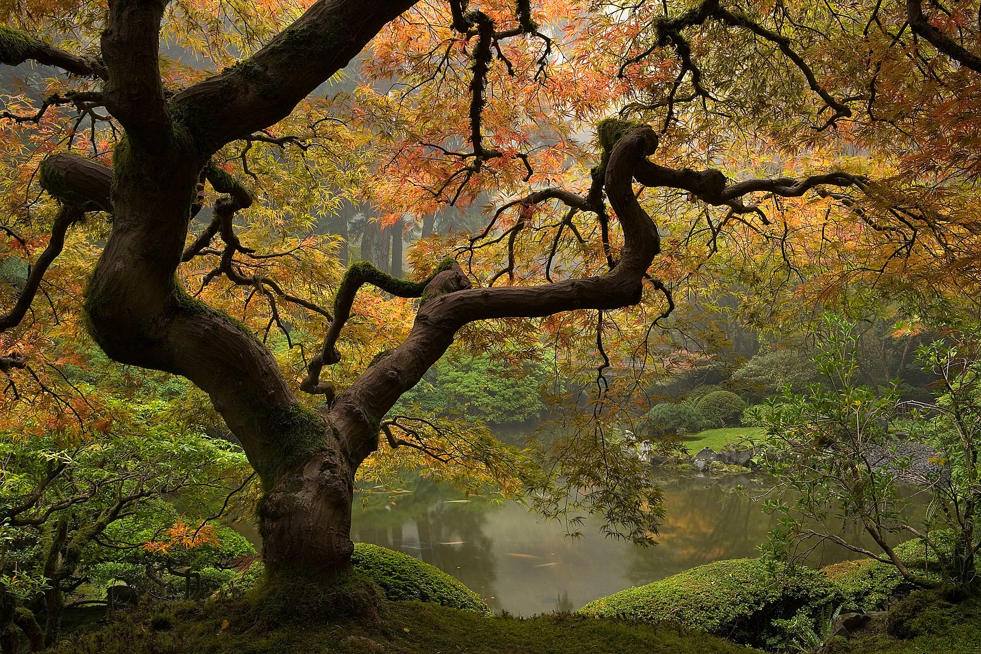 a maple tree with orange and red leaves on a foggy morning