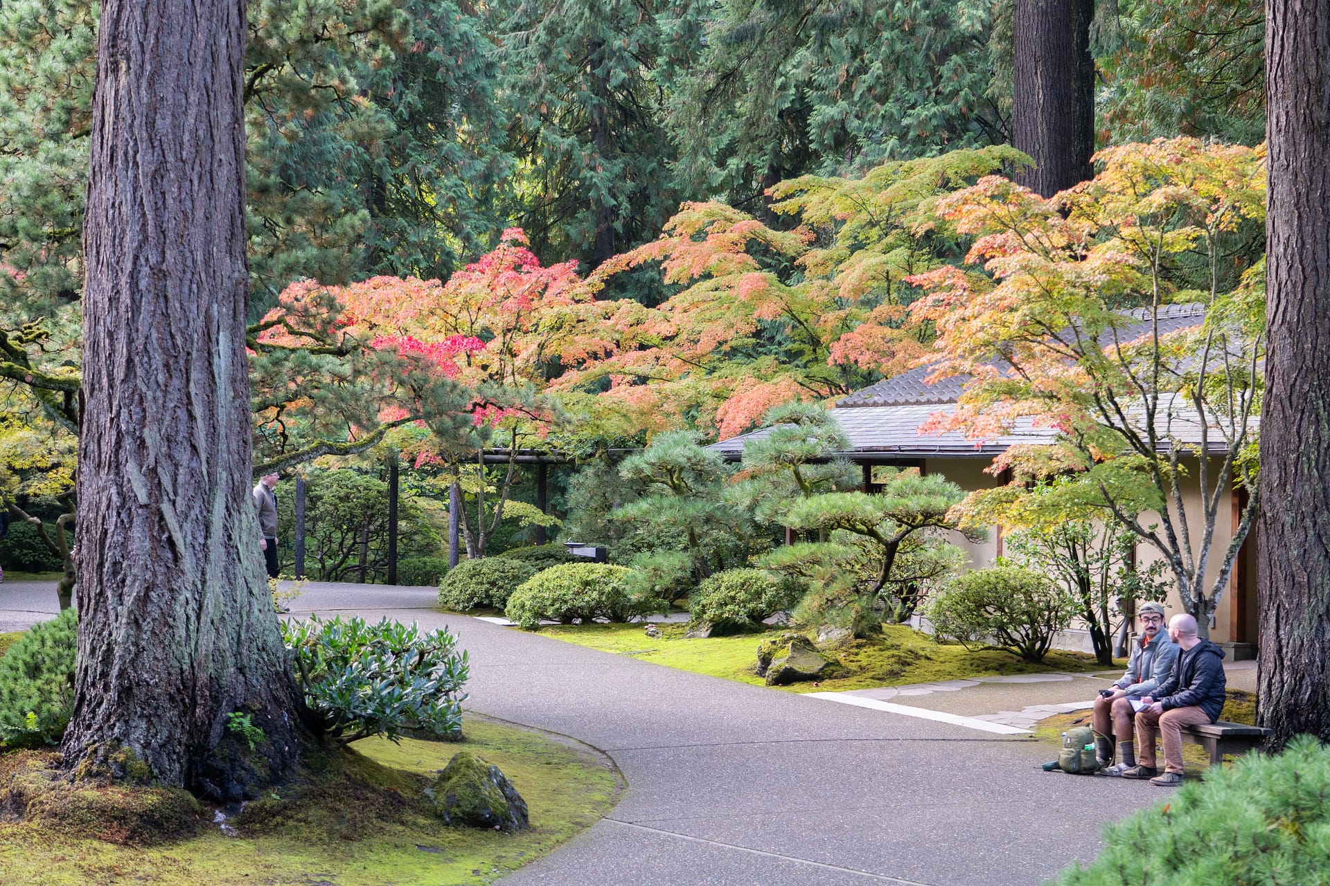 A sweeping path with maples and pines and a short building to the right