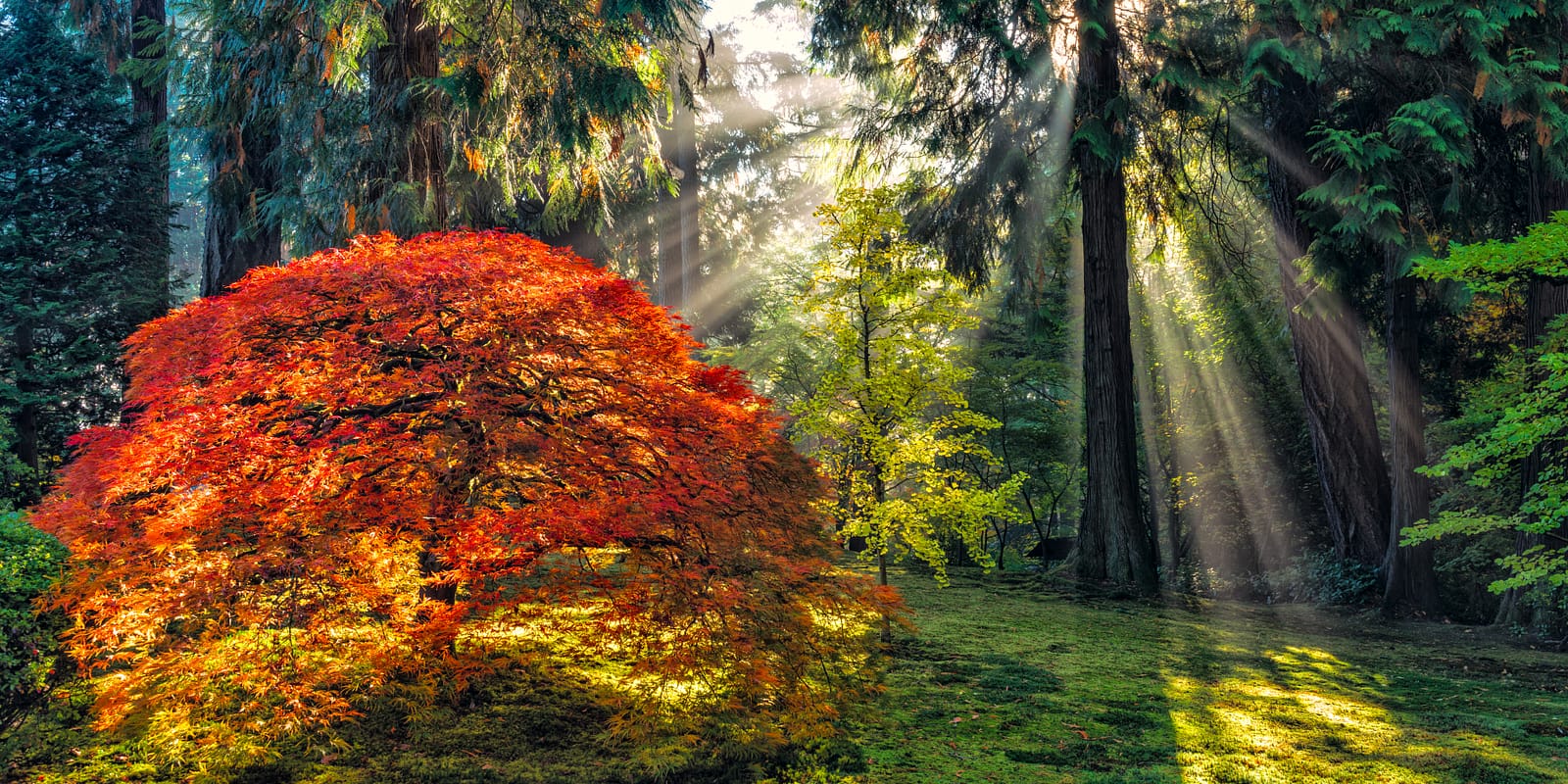 Fall Maple with Forest Sun Rays_Roman Johnston