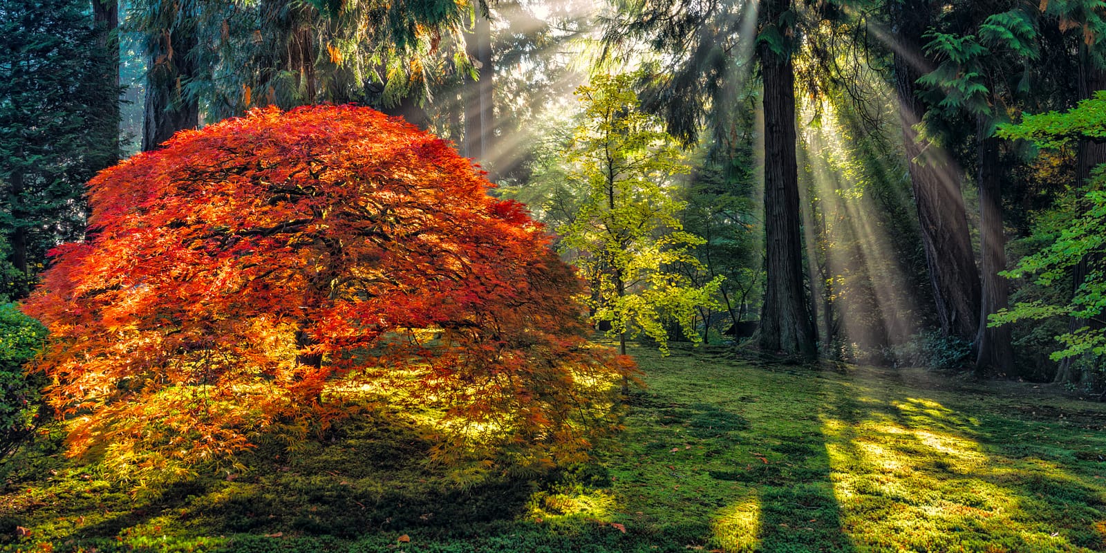 Fall Maple with Forest Sun Rays_Roman Johnston-cropped