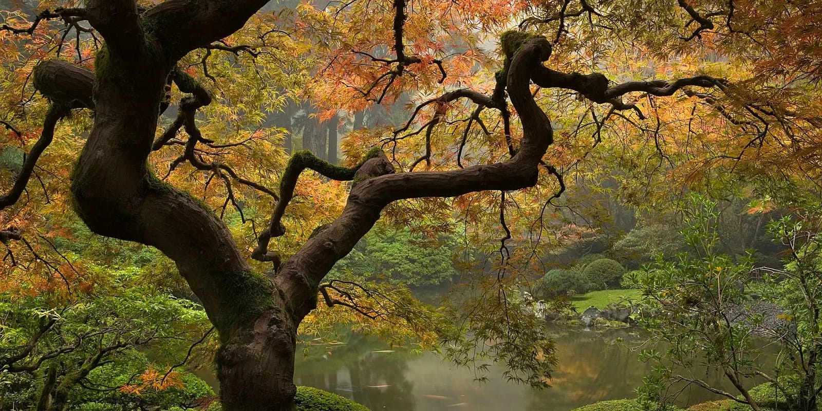 Garden Fog
